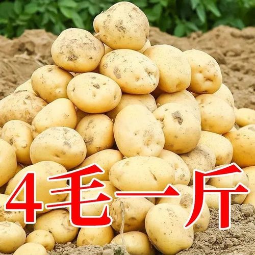 【土豆子】-土豆子厂家,品牌,图片,热帖